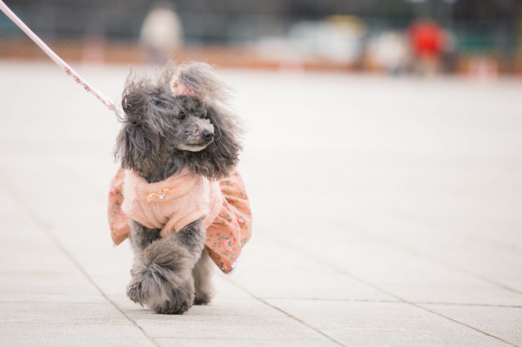 18年は戌年 今年の運気を上げる犬を祀った神社やかわいい犬のお守りがゲットできる寺院をご紹介 電話占いシエロ 初指名10分無料 幸せな恋愛 復縁へ導く占い師在籍