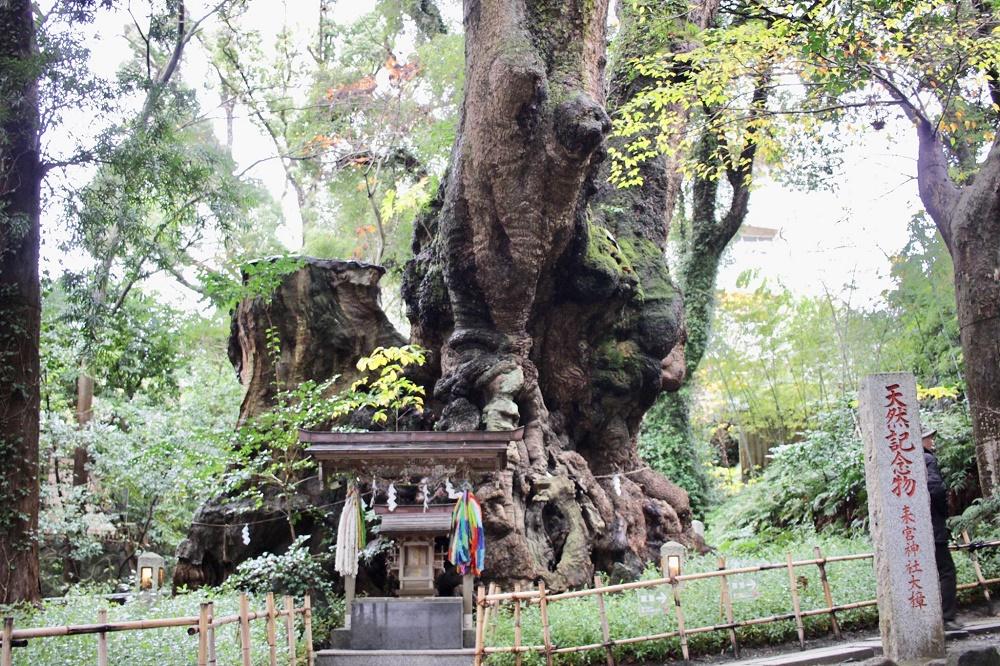 キュートなハートスイーツが恋を呼ぶ 恋愛成就のパワースポット 熱海 來宮神社 へバレンタイン旅に 電話占いシエロ 初指名10分無料 口コミが話題の 恋愛 復縁へ導く占い師在籍