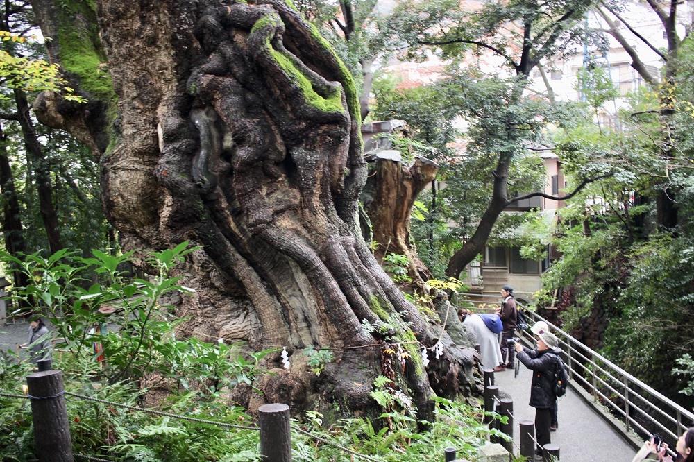 キュートなハートスイーツが恋を呼ぶ 恋愛成就のパワースポット 熱海 來宮神社 へバレンタイン旅に 電話占いシエロ 初指名10分無料 口コミが話題の 恋愛 復縁へ導く占い師在籍