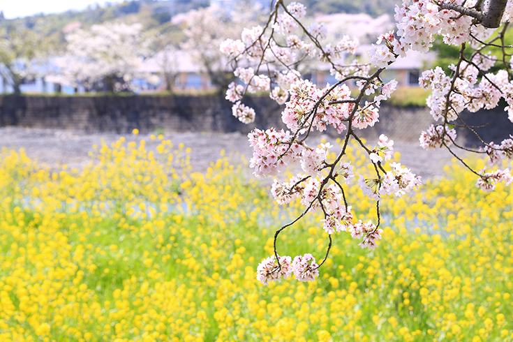 富士山のパワーを感じる最高のお花見を 龍巌淵 で春を満喫 電話占いシエロ