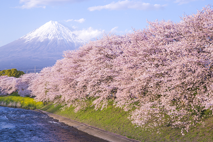 富士山のパワーを感じる最高のお花見を 龍巌淵 で春を満喫 電話占いシエロ