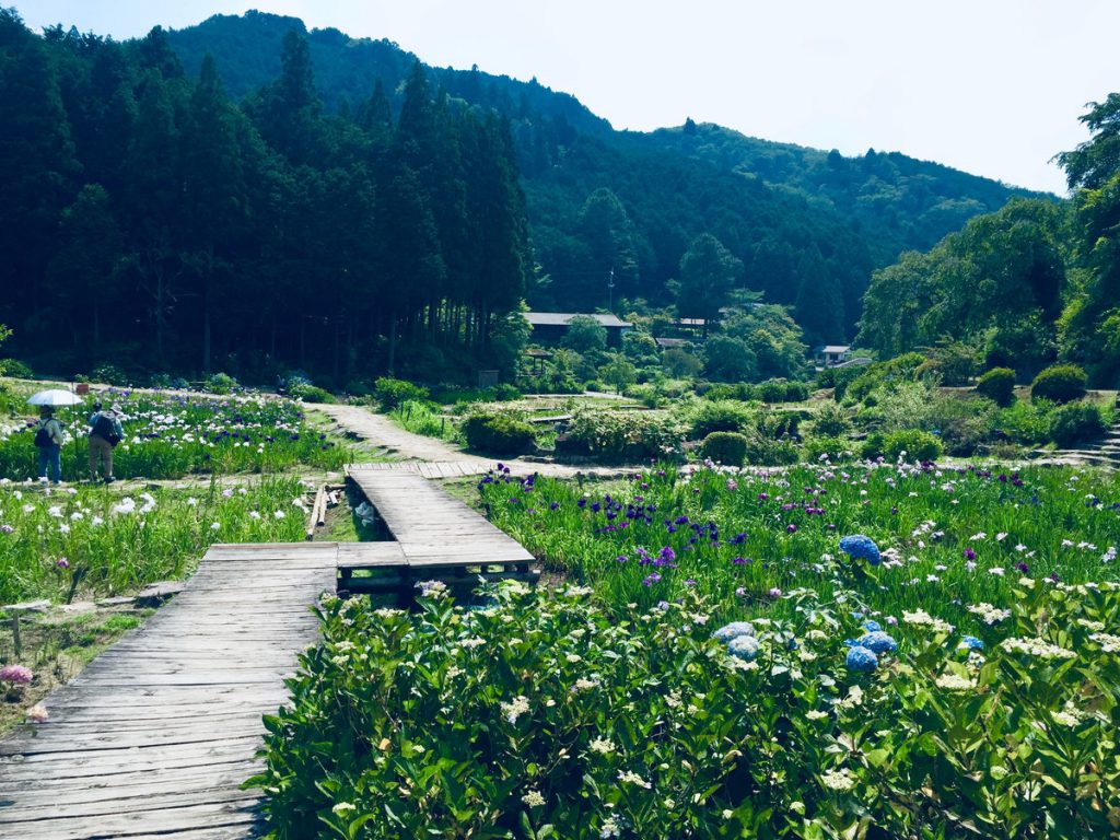 しょうぶと紫陽花がおりなす絶景に感動 奈良県 滝谷花 たきだにはな しょうぶ園 へ 電話占いシエロ 初指名10分無料 幸せな恋愛 復縁へ導く占い師在籍